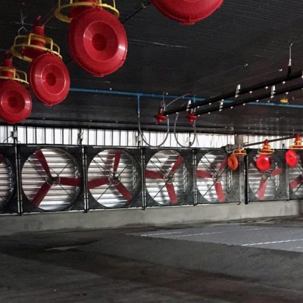 Quạt Trang Trại TTF 54IQ
